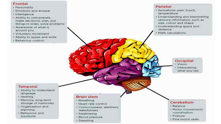 Can Hypertension Cause Your Brain To Malfunction? - Kanpolab